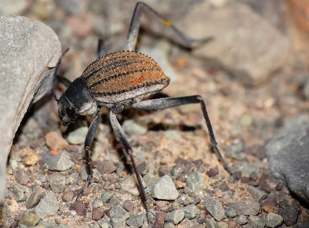 Stenocara beetle