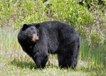 Florida’s Black Bear Hunt Sparks Fierce Debate Over Wildlife Ethics