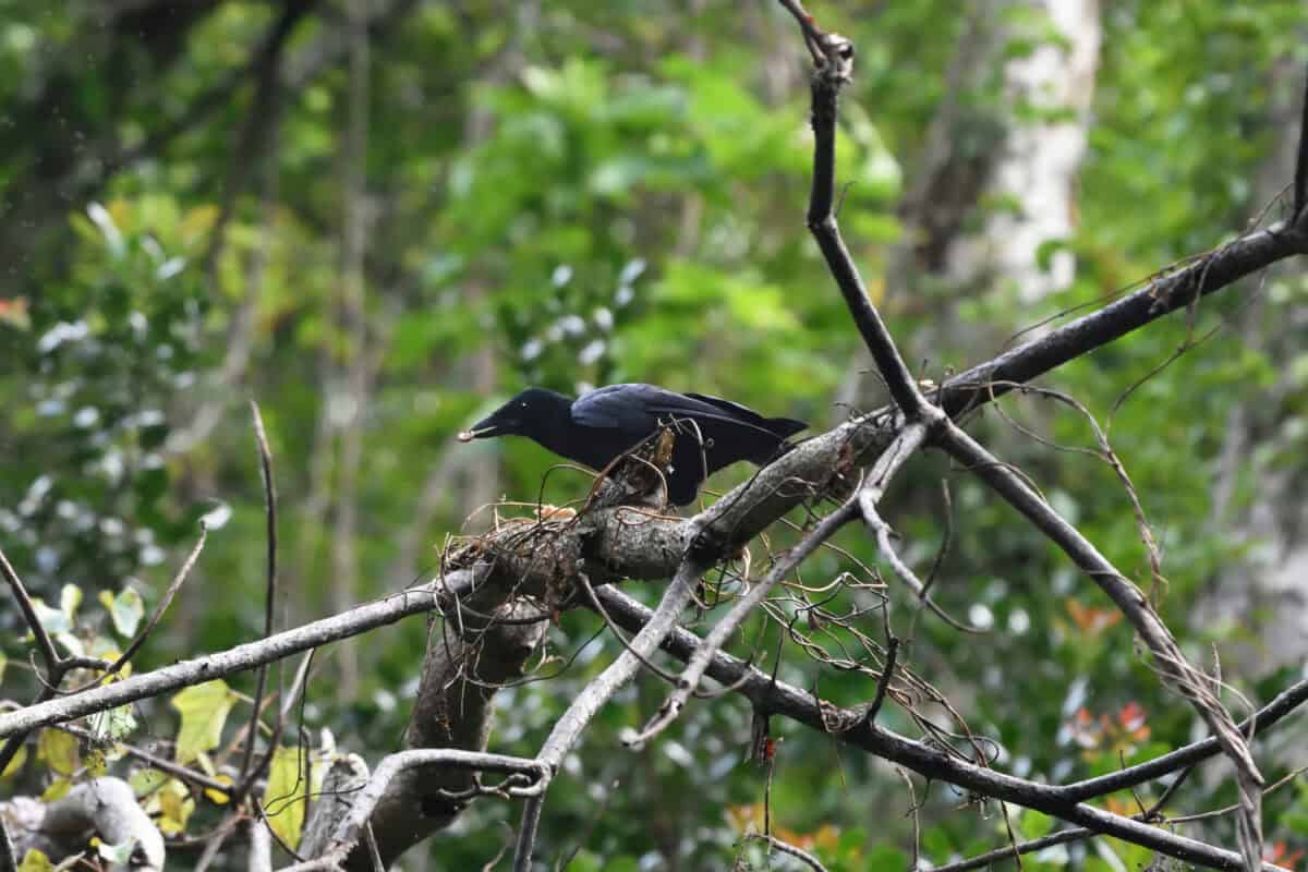 New Caledonian crow