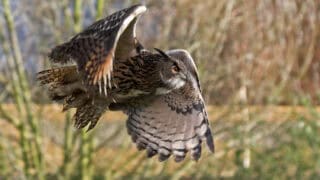 Owl.