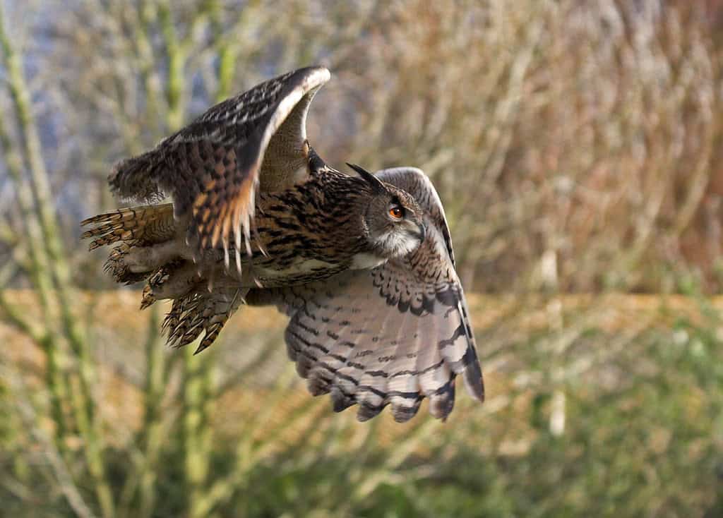 Owl.