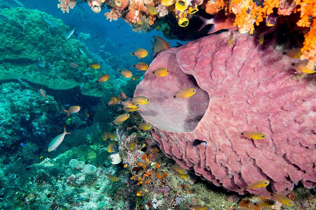Barrel sponge with school of flower cardinalfish