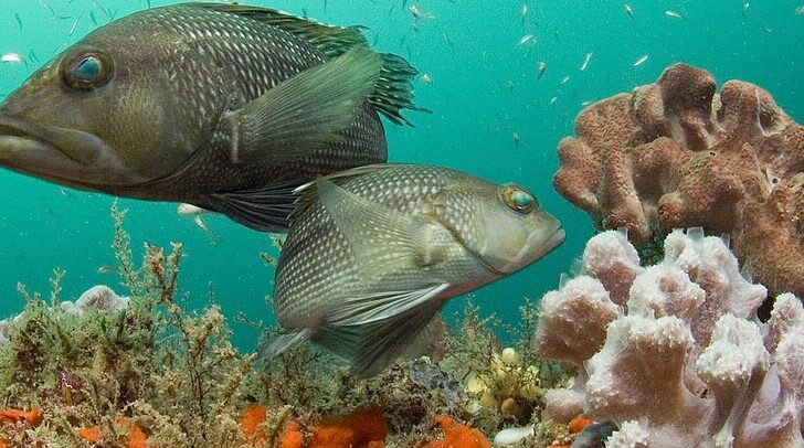 How One Fish is Emptying Senegal’s Waters