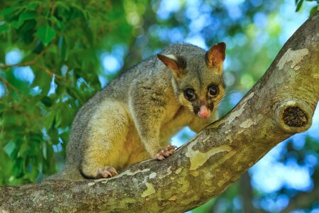 Western Quolls and Brushtail Possums Thrive a Decade After Reintroduction to National Park