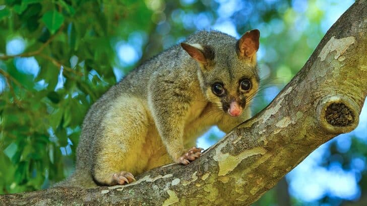 Western Quolls and Brushtail Possums Thrive a Decade After Reintroduction to National Park