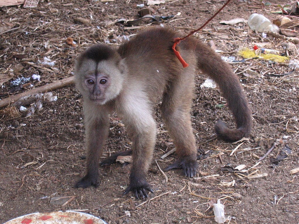 Wedge-Capped Capuchins