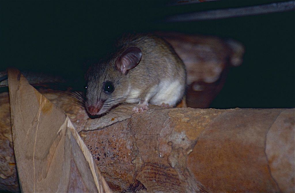 Edible Dormice