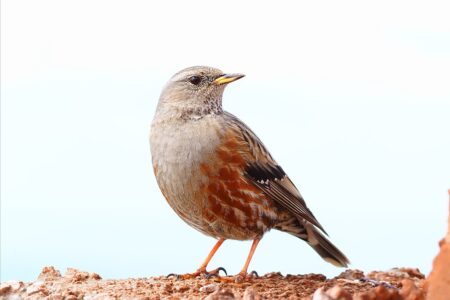 After 60 Years, He Finally Found the Bird That Eluded Him