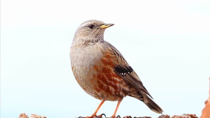 After 60 Years, He Finally Found the Bird That Eluded Him