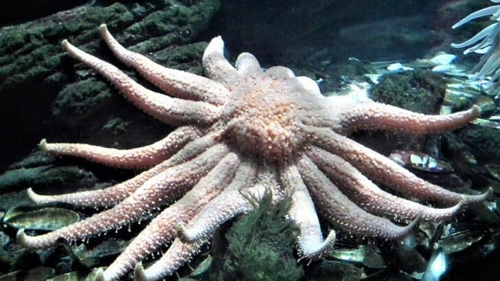 How Cold Fjords Are Saving Sea Stars from a Deadly Plague