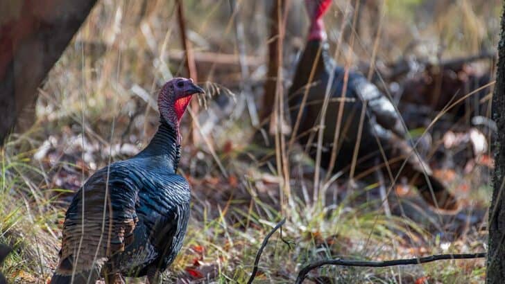 This Abandoned U.S. Mine Is Now a Wildlife Haven
