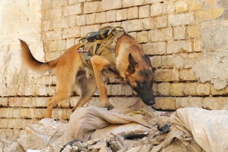 Animals Awarded Medals for Bravery in Battle