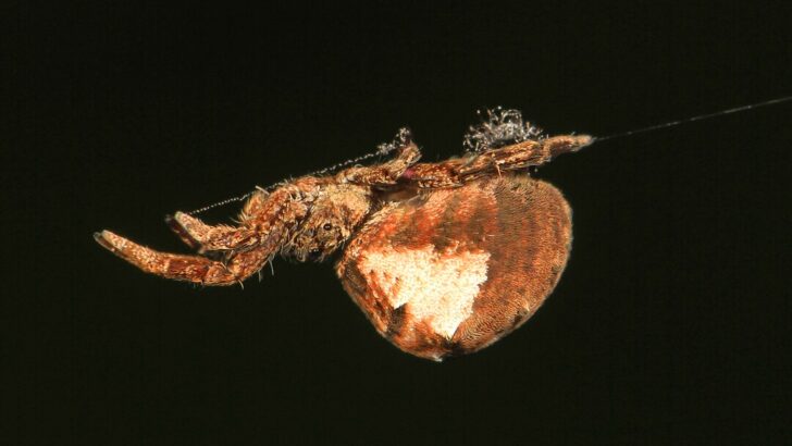 The Spider That Uses a Slingshot Web