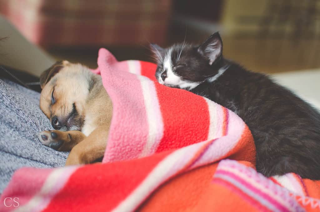 Puppy and kitten sleeping