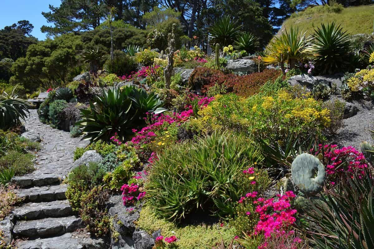 botanical garden, garden, plants, trees, nature, new zealand, blossoms, cacti, cactus, botanical garden, botanical garden, botanical garden, botanical garden, botanical garden, garden, new zealand, new zealand, cactus