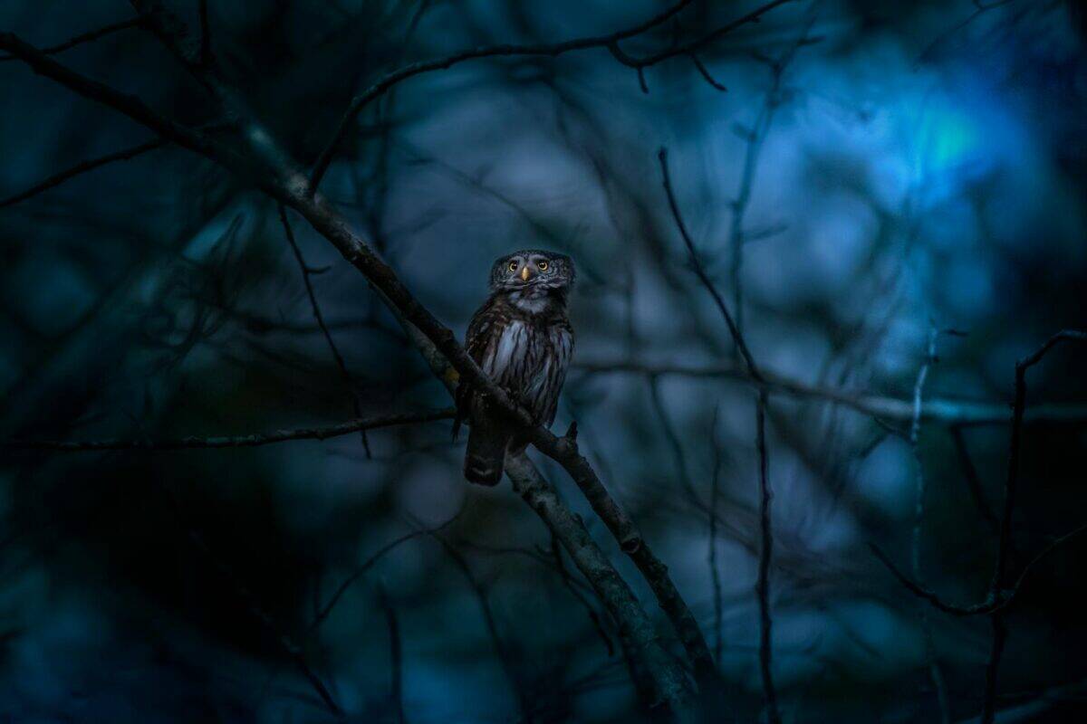 Dramatic image of a Eurasian pygmy owl perched on a branch in a dark, mystical forest setting.