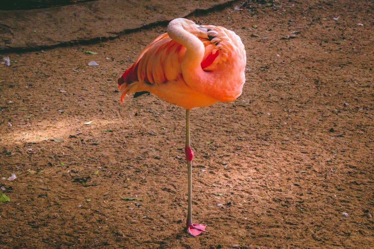 A vibrant flamingo stands on one leg in natural sunlight, showcasing its vivid plumage.