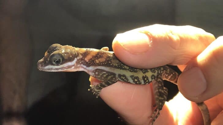 This Lizard Can Breathe Underwater