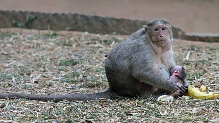 Why Bonnet Macaques Are Becoming Urban Residents in India