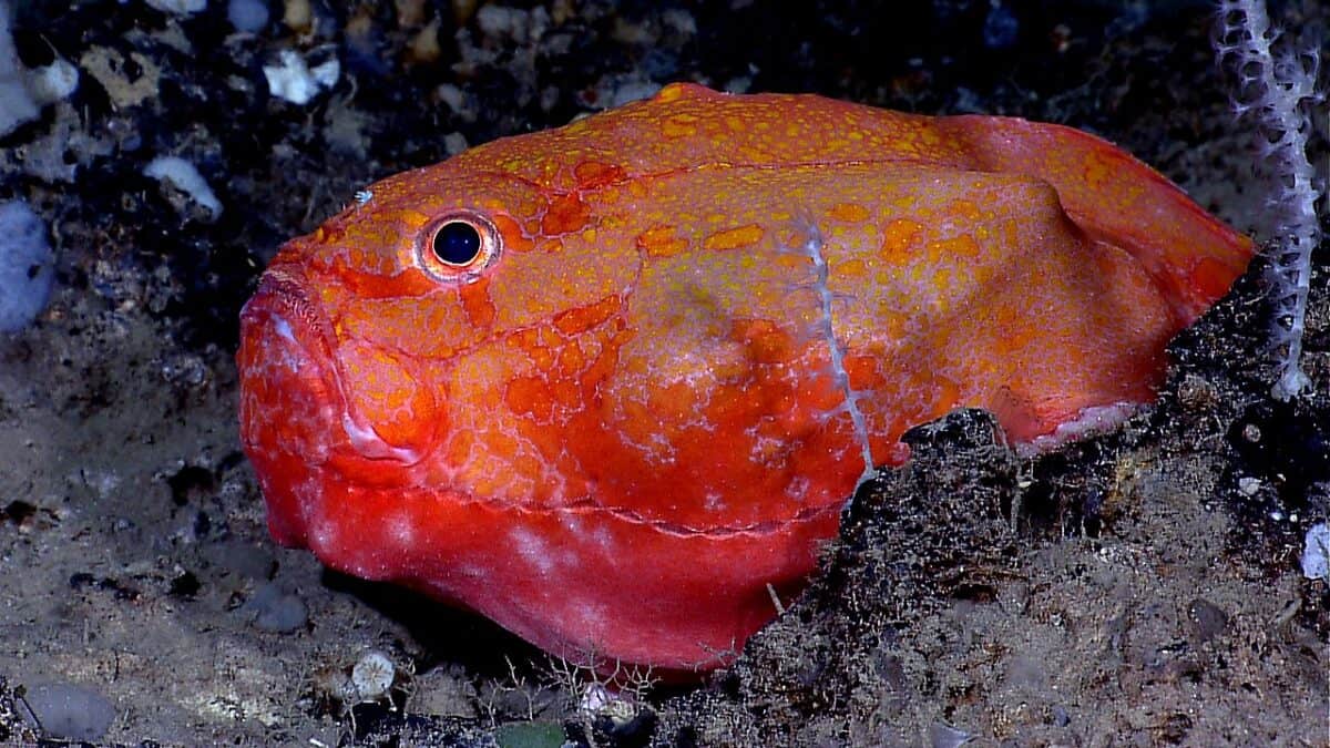 Coffin fish