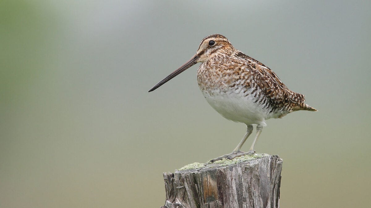 Gallinago