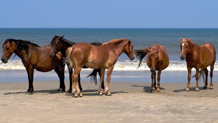 The Wild Horses of North Carolina’s Coast