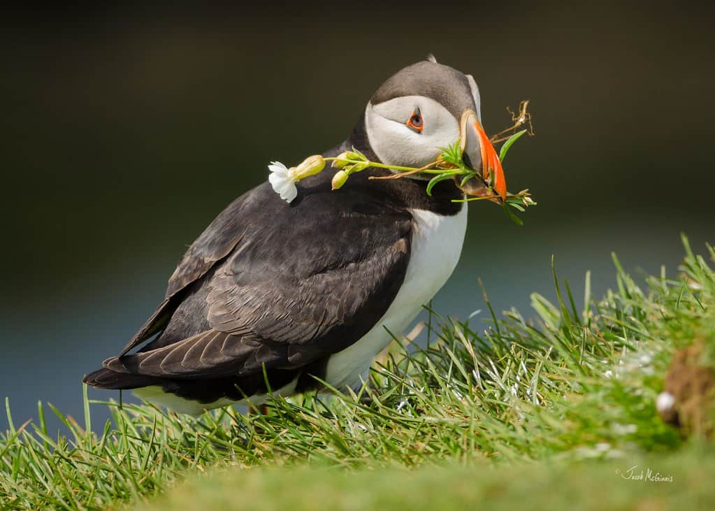 Puffin