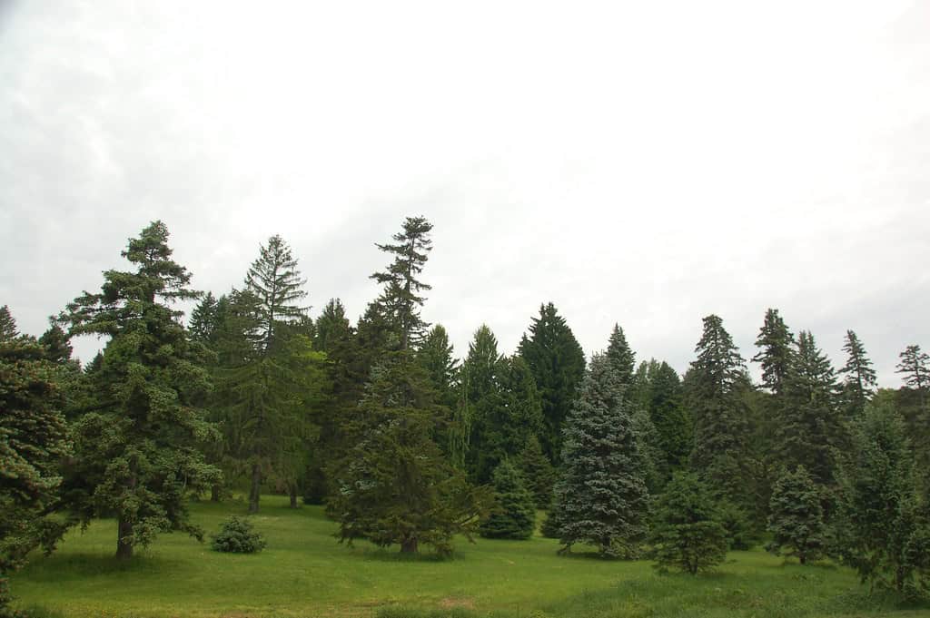 Pine trees