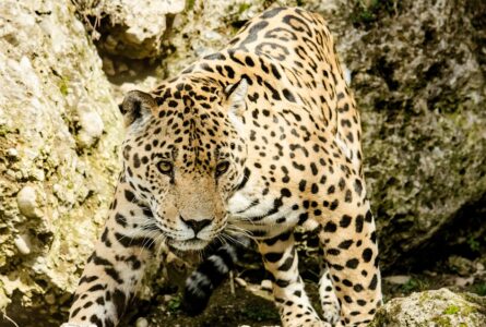 Why Reintroducing Jaguars Could Change the Forest