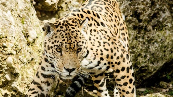 Why Reintroducing Jaguars Could Change the Forest