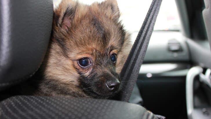 What to Do If Your Pet Runs Away