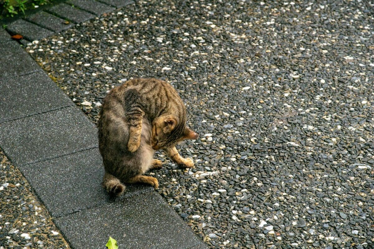 A tabby cat is grooming itself on a pebbled pathway, showcasing typical feline behavior.
