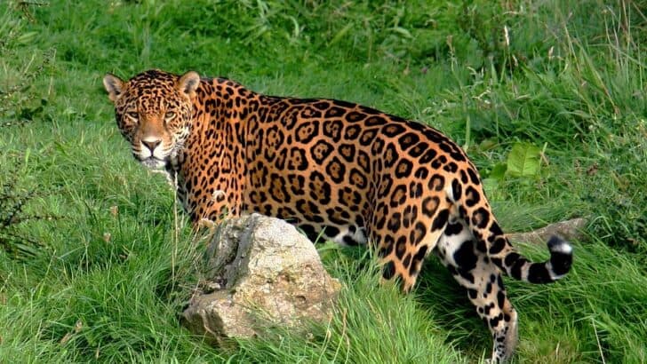 Meet the Jaguar &mdash; Mexico&rsquo;s Mighty Predator of Legend