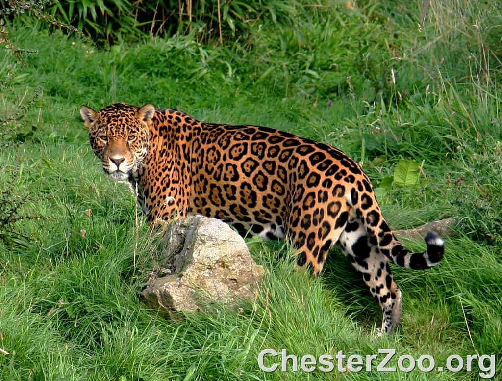 Jaguar