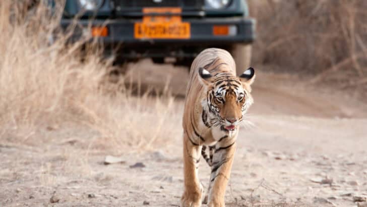 The Ultimate Guide to Ethical Animal Encounters