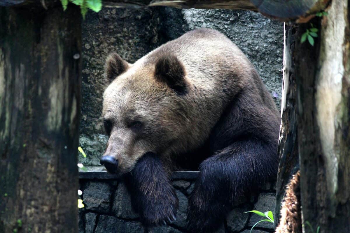 A grizzly bear relaxes in its zoo enclosure, surrounded by nature.