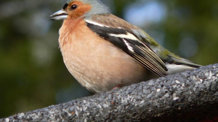 Could Birdsong Be a Barometer for Climate Change?