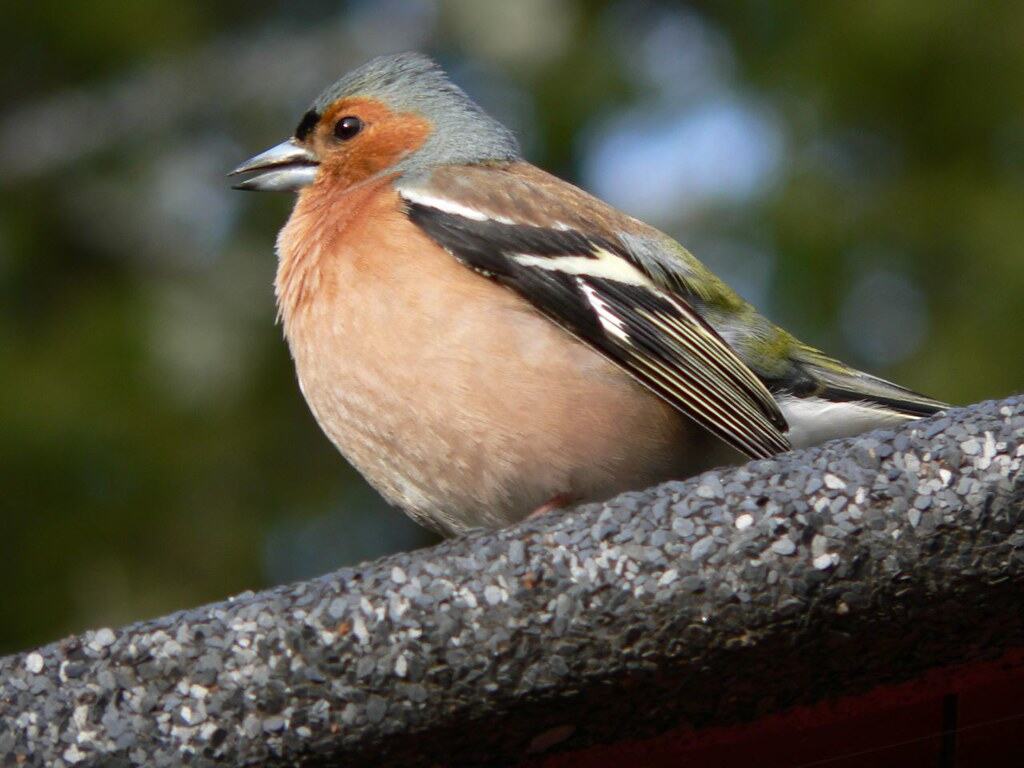 Bird song