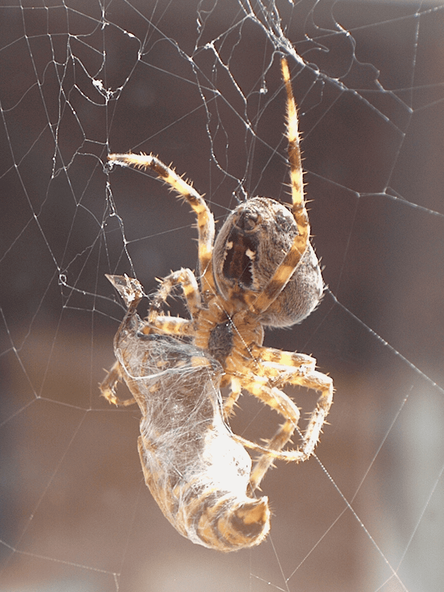 14 Portia Jumping Spider Outsmarts Its Prey (image credits: wikimedia)