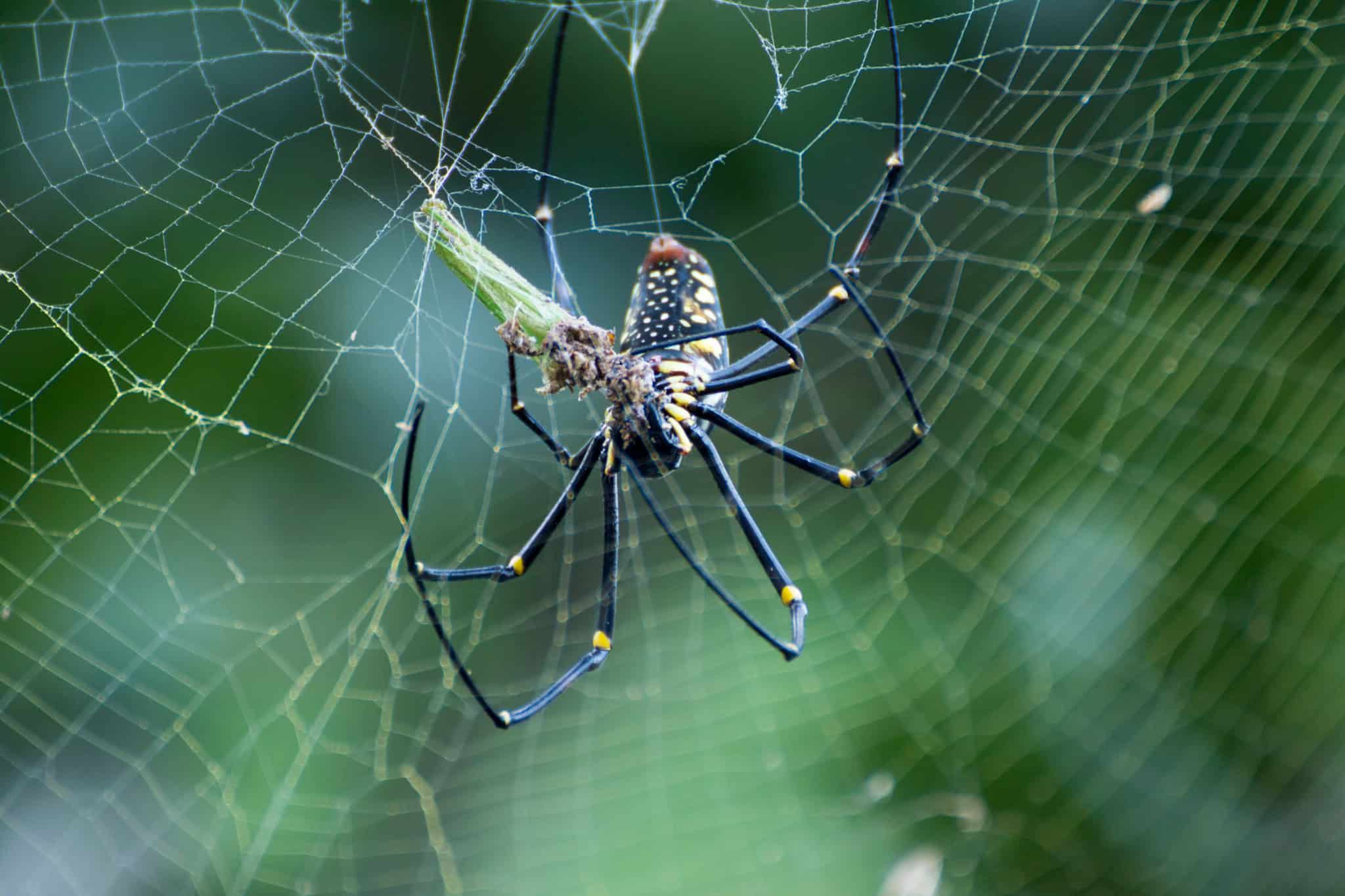 7 Darwin’s Bark Spider Weaves Record-Breaking Webs (image credits: wikimedia)