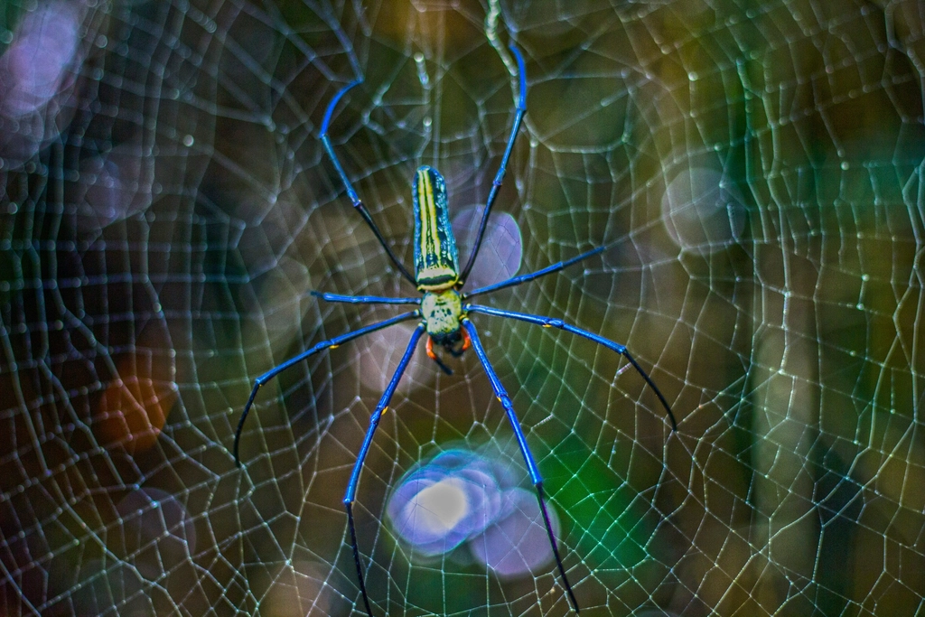 6 Peacock Spider Performs Dazzling Courtship Dances (image credits: rawpixel)