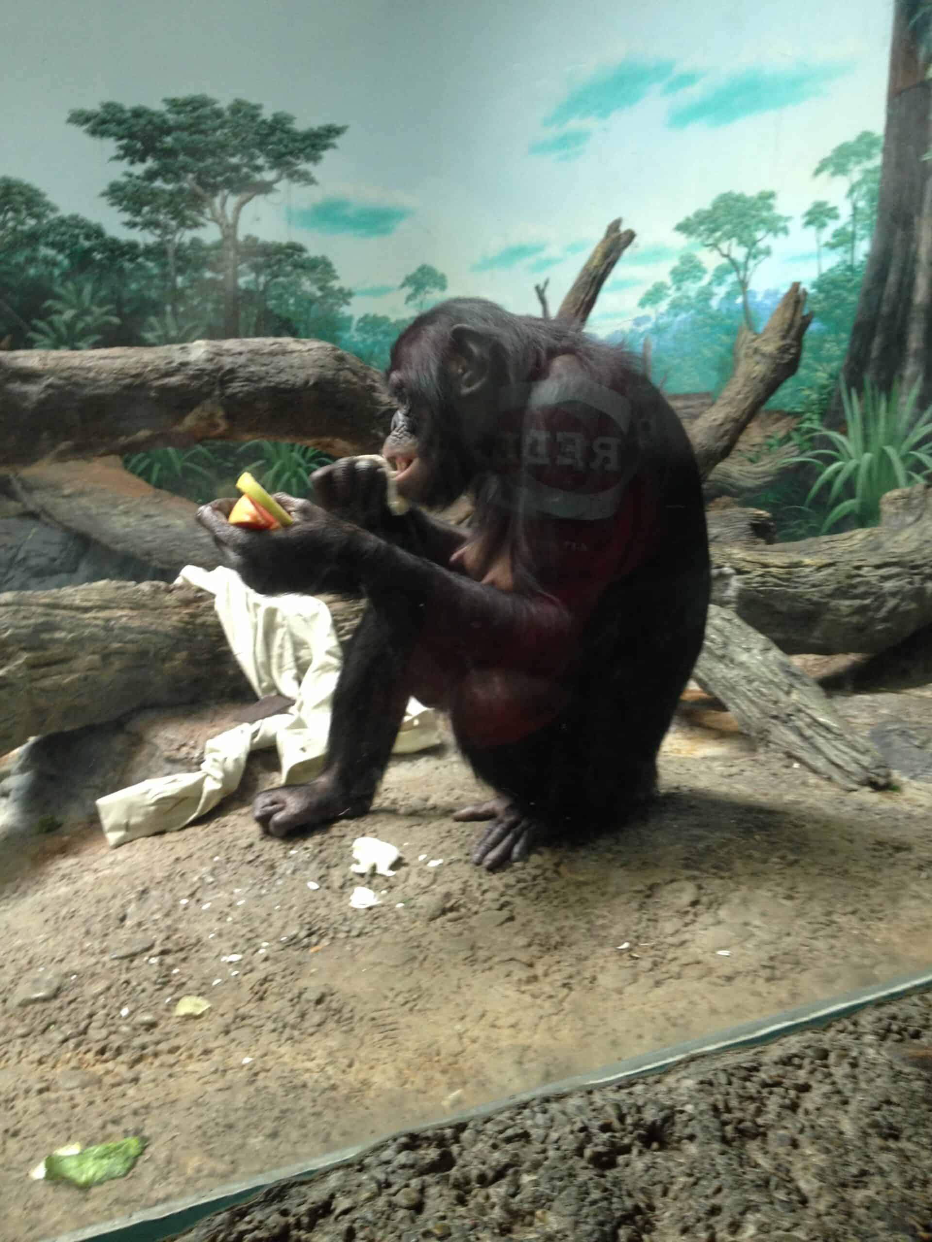 6 Bonobos (image credits: wikimedia)