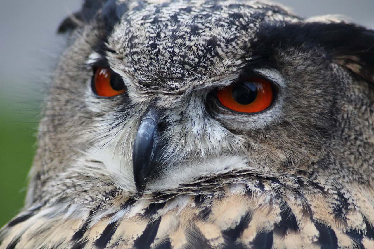 10. Eurasian Eagle-Owl’s Nighttime Ambush (image credits: pixabay)