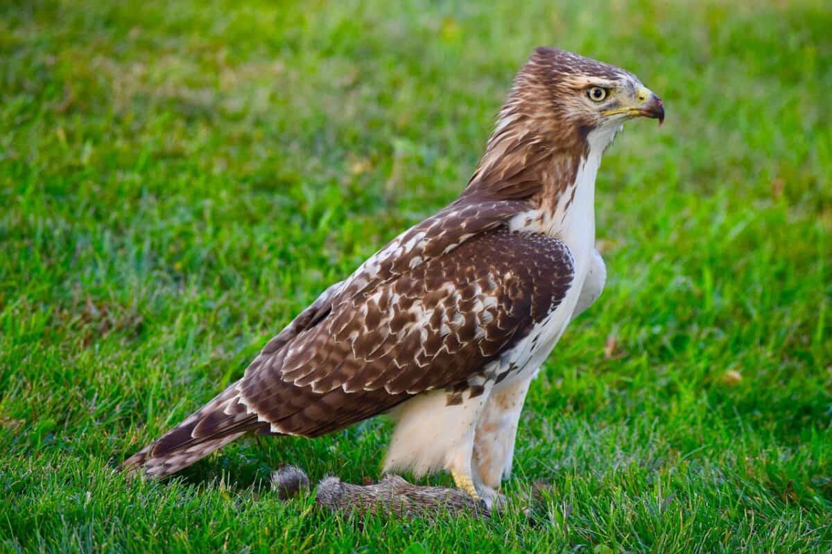 9. Red-Tailed Hawk&rsquo;s Precision Swoop