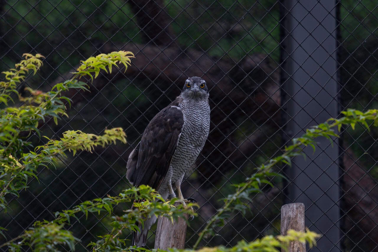 7. Northern Goshawk’s Woodland Pursuit (image credits: pixabay)