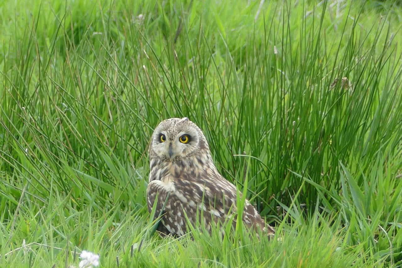 2. Short-Eared Owl’s Grassland Glide (image credits: pixabay)