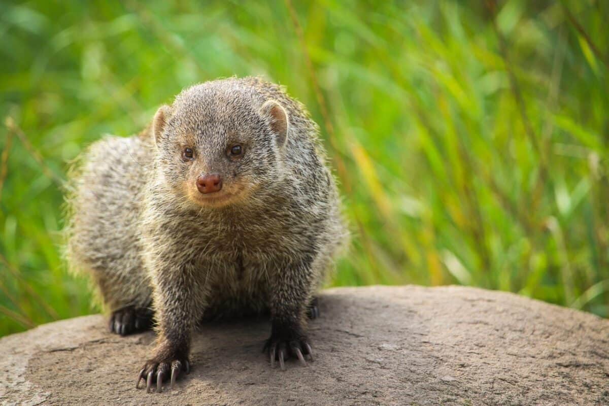 14. Mongoose