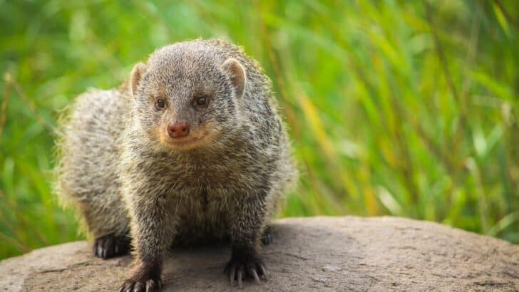 The Mongoose Disaster: Hawaii’s Greatest Invasive Animal Mistake