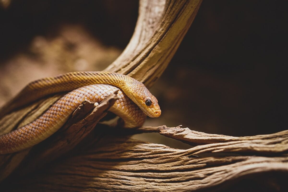 9. Eastern Indigo Snake