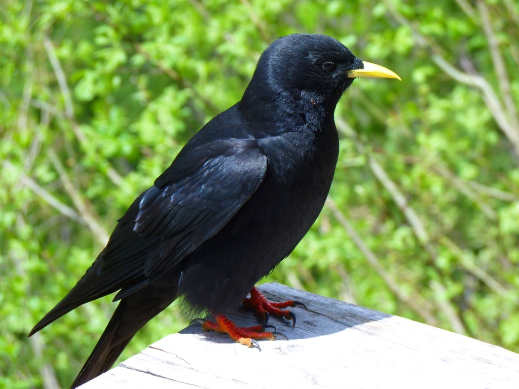 11. Crow